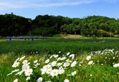 長閑な田園風景