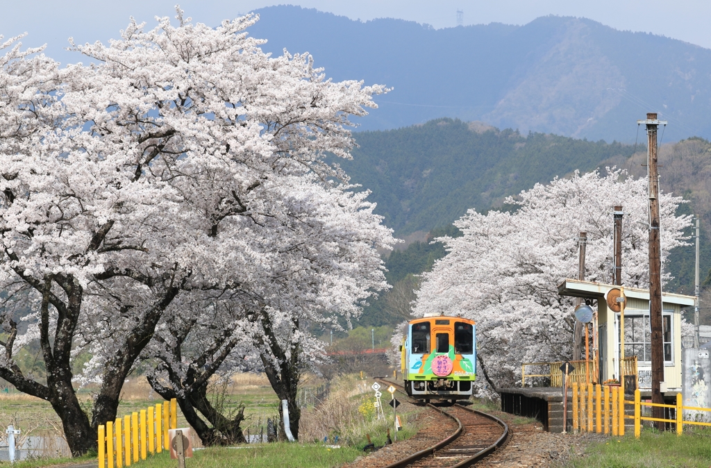 桜の名所