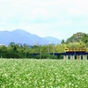 蕎麦の花咲く三岐鉄道沿線