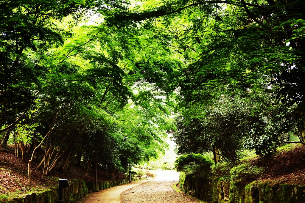 射水神社 参道