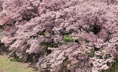 高遠町  桜並木