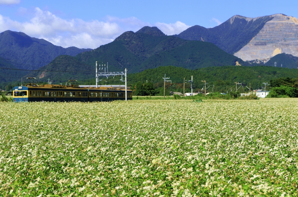 満開の蕎麦の花