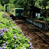 紫陽花の鉄路