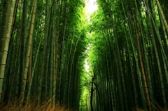 嵐山　竹林