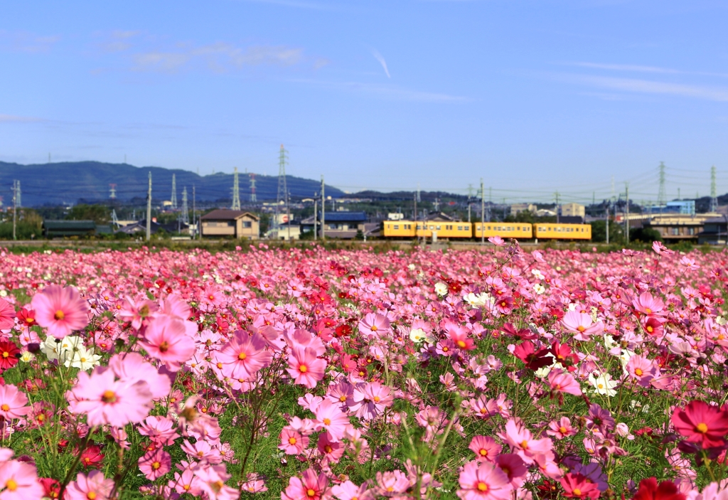 北勢線の秋景