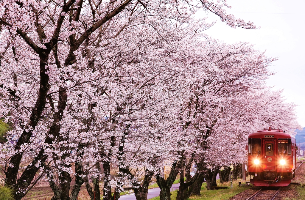 桜並木