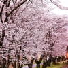 桜並木