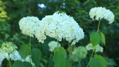 見つけた白い紫陽花