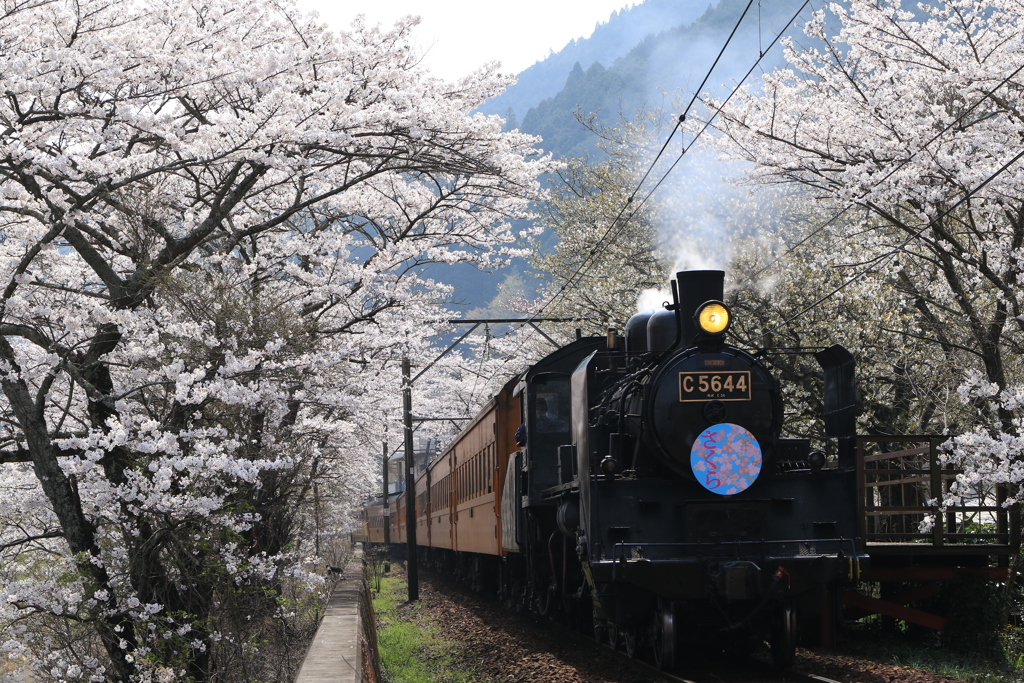 桜並木を中央突破