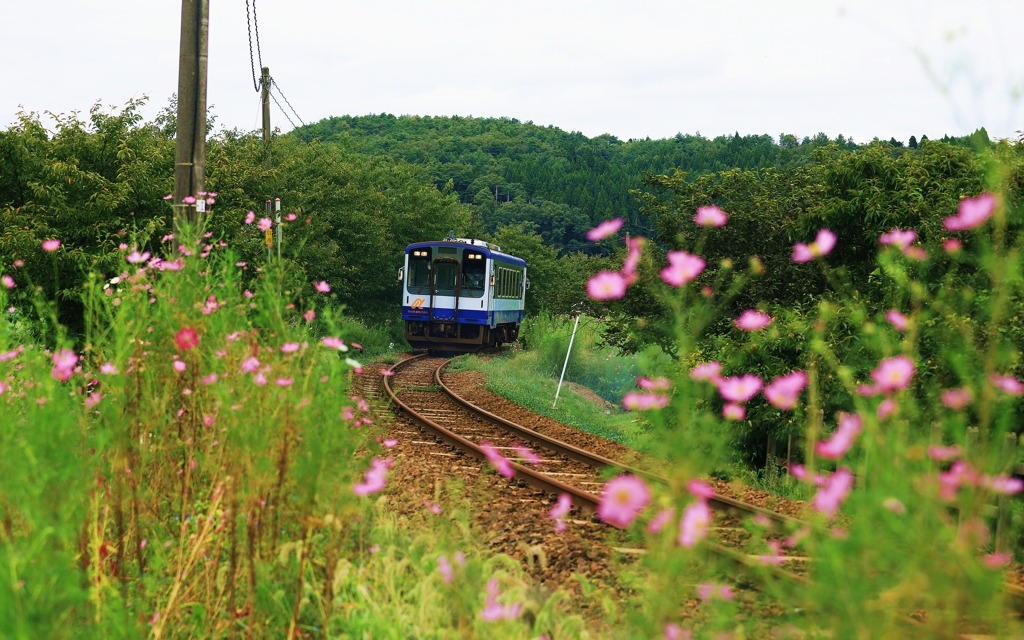 秋桜咲く のと鉄道