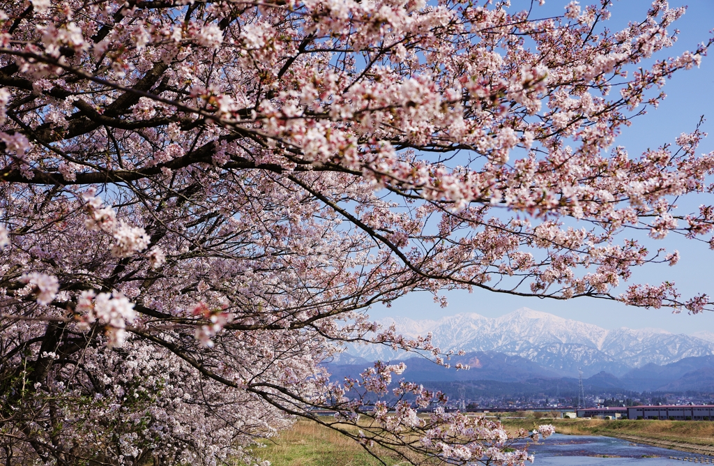 満開の桜＆立山連峰