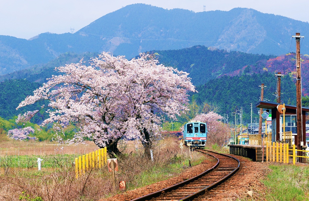 桜の鉄路