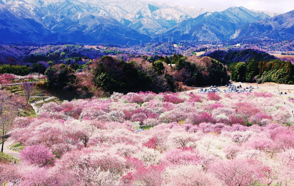 春の鈴鹿山脈