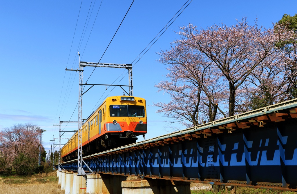 桜の季節