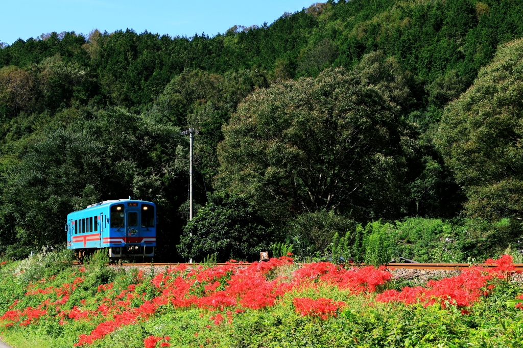 彼岸花咲く樽見鉄道沿線