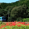 彼岸花咲く樽見鉄道沿線