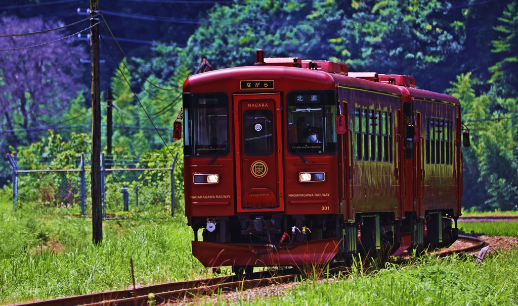 Royal Red