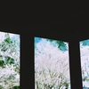 三面の桜