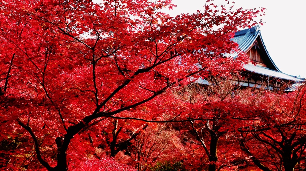 真紅の京もみじ