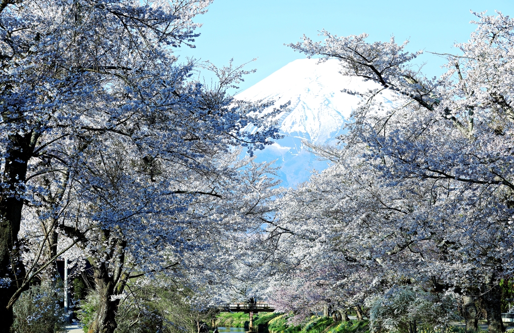 忍野 新名庄川