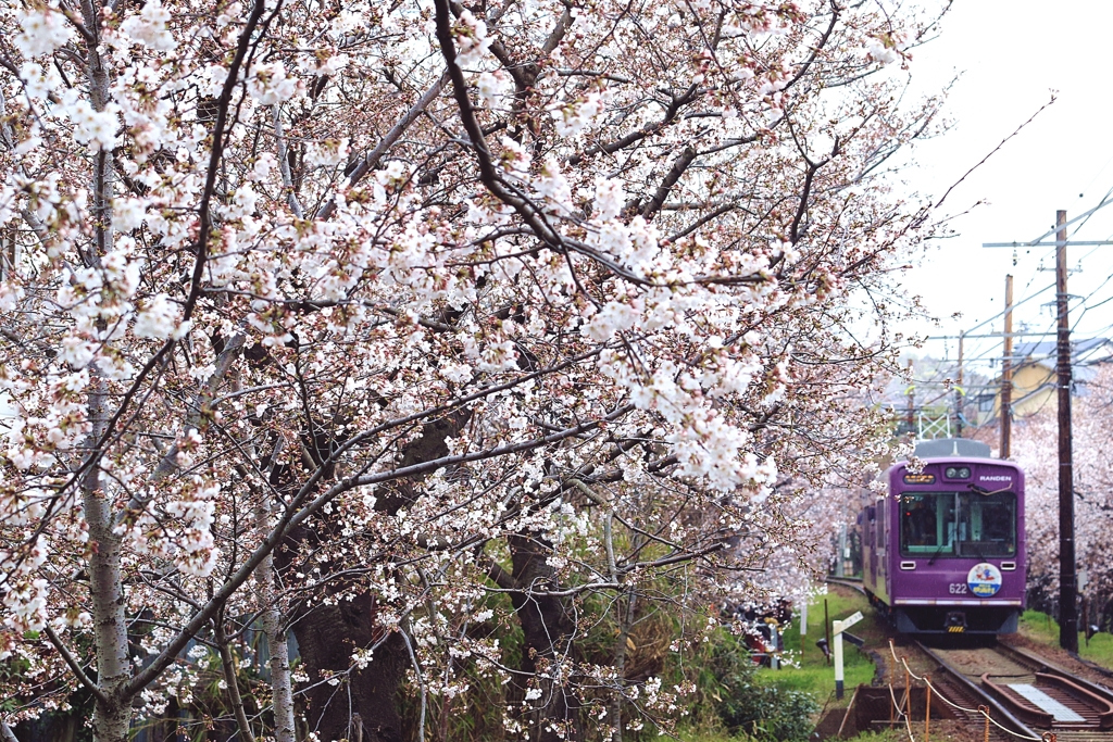 嵐電 桜トンネル