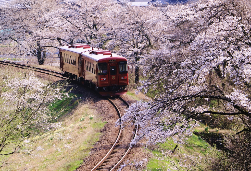 桜カーブ