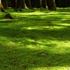 苔の絨毯