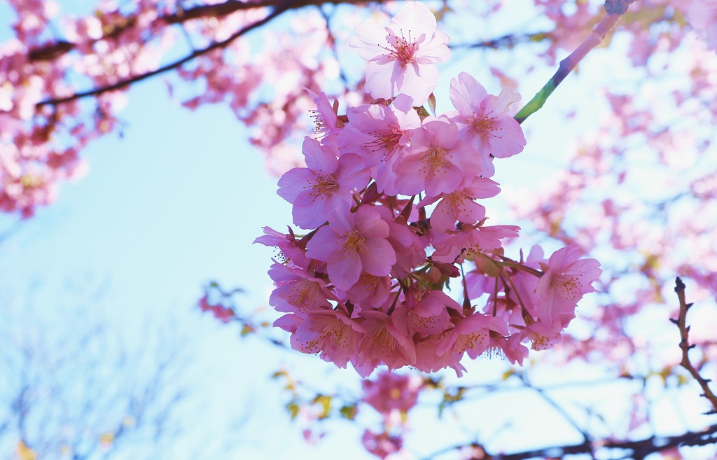 河津桜