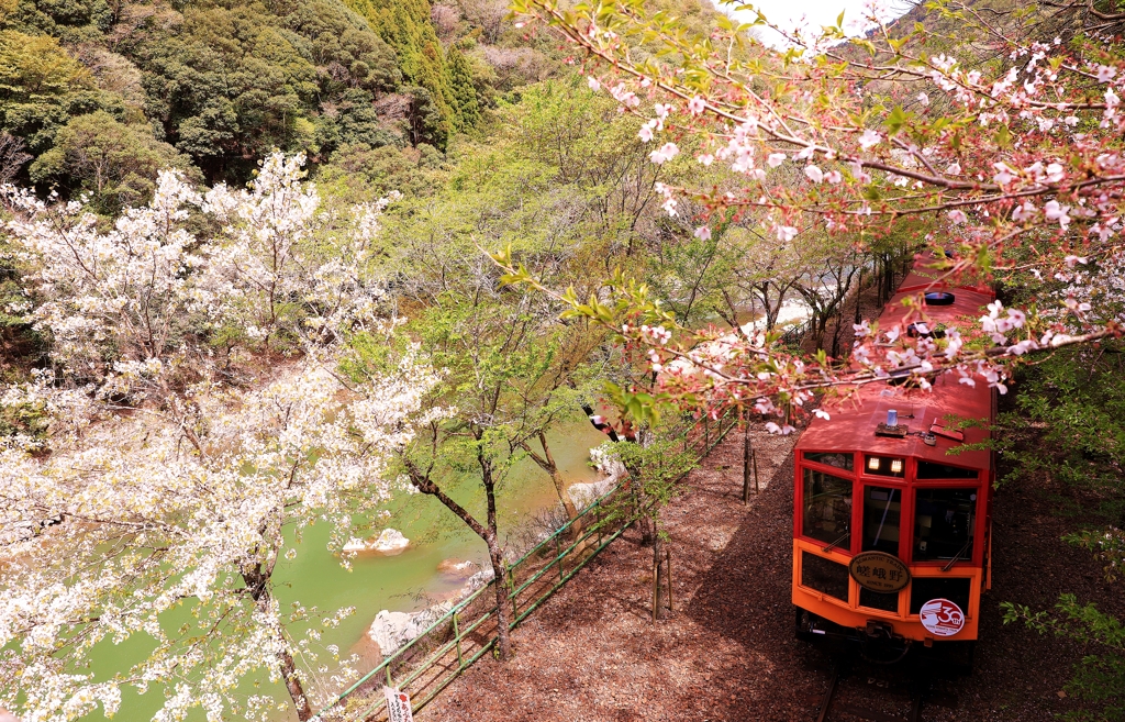 春の京旅
