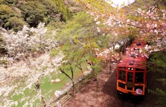 春の京旅