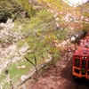 春の京旅