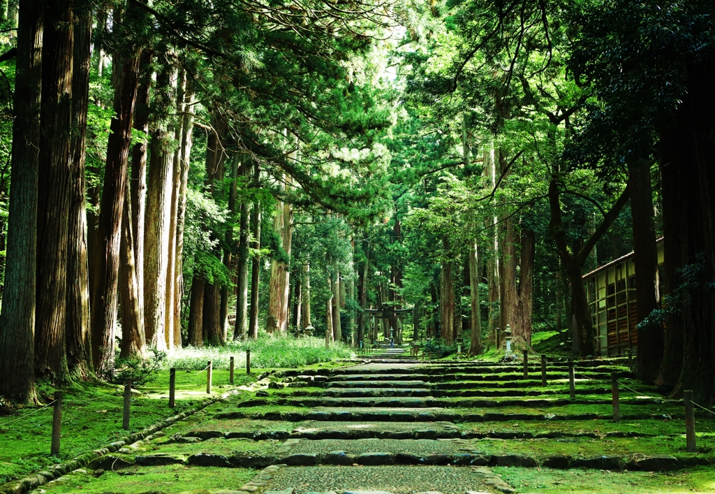 奥ゆかしき参道