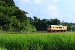 夏の田園風景