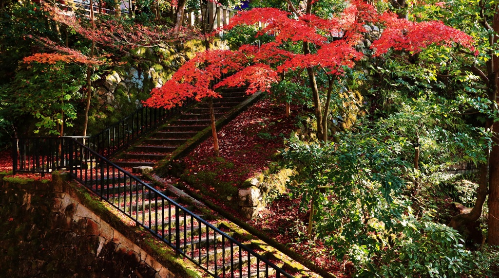 紅葉の階段