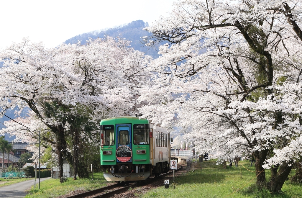 桜のトンネル