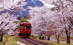 桜のトンネルへ