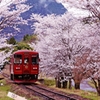 桜のトンネルへ