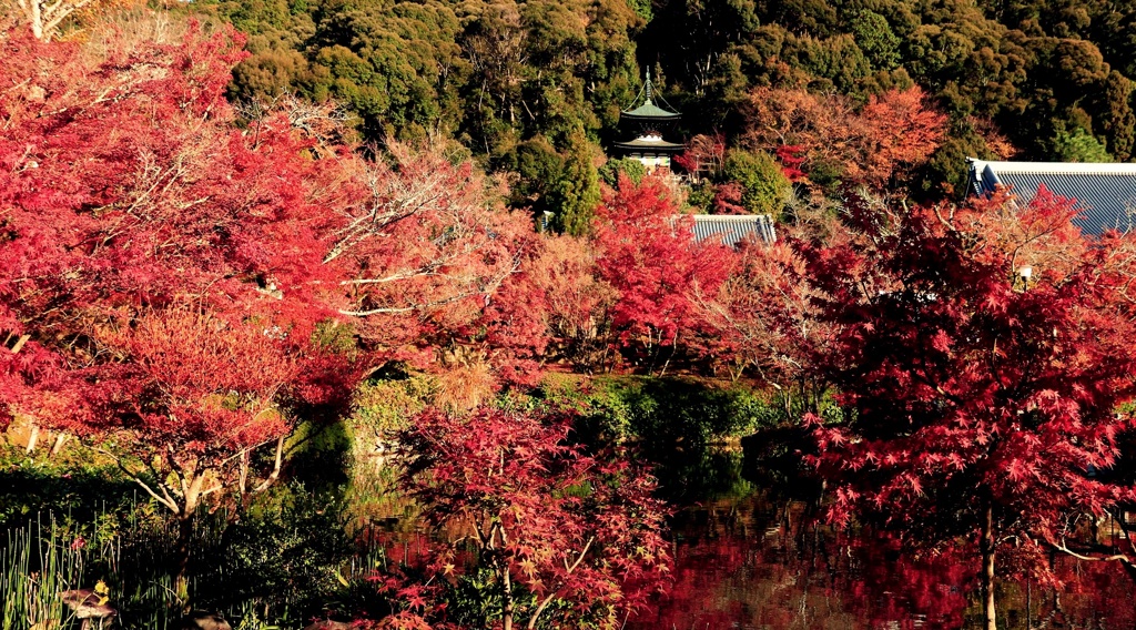 永観堂 秋景
