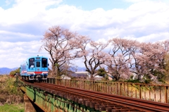 桜咲く樽見鉄道