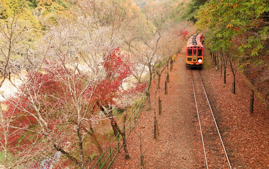 嵯峨野 紅葉観光