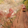 嵯峨野 紅葉観光