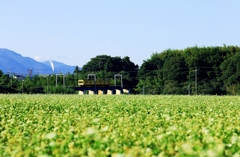 里山の蕎麦畑