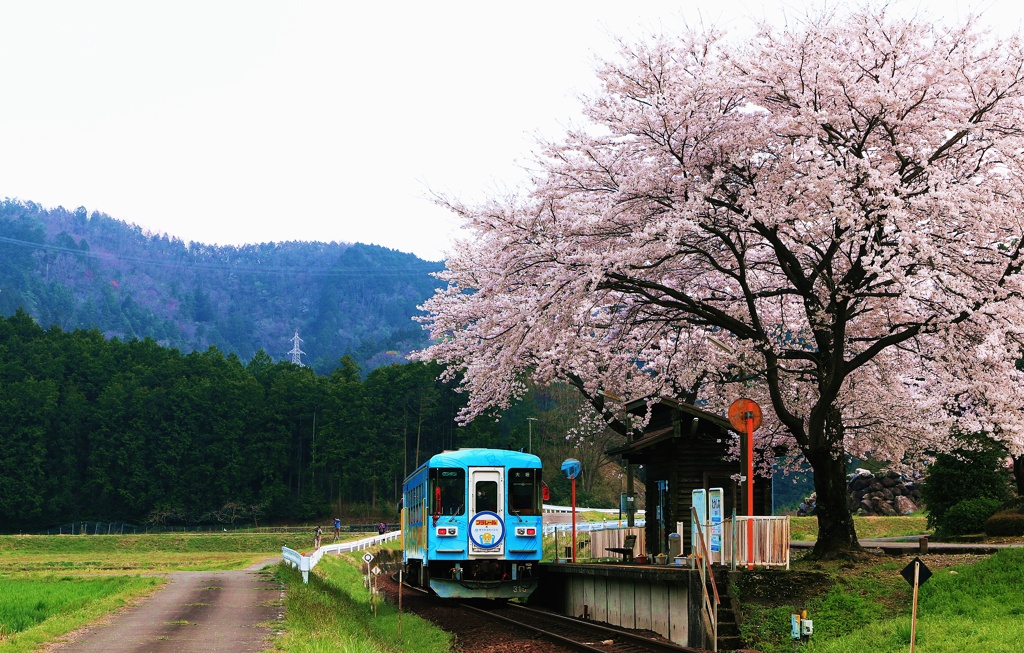 「春」到着