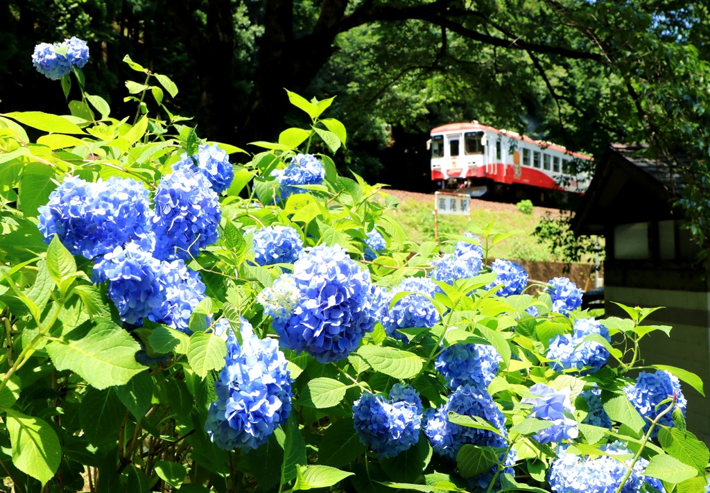 水無月の花見