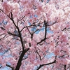 桜の木の下で