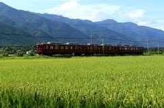 稲穂実る養老鉄道沿線