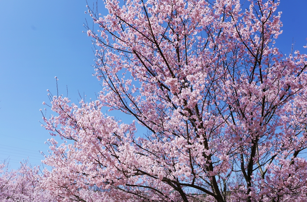 高遠の桜