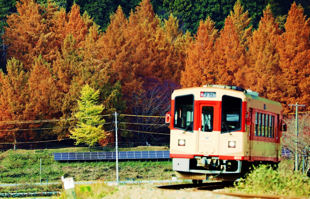 秋 おくみの号