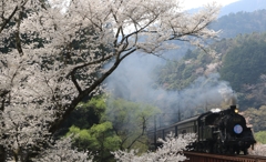 笹間渡の桜