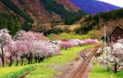 越美北線 花桃の里